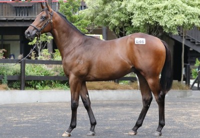 2015 Fully Fledged / Dee Flawless colt