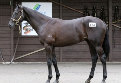 2015 Ocean Park (NZ) / Lowland (NZ) colt