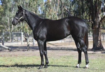 Racehorse shares available