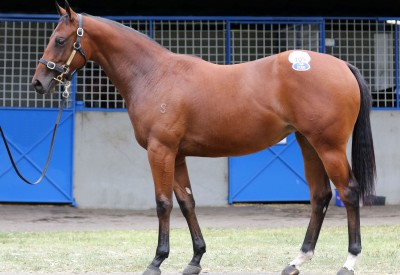 Lot 105,Nicconi x Chance Liaison_03-03-2019_GEN_Inglis Premier Yearling Sale__1022