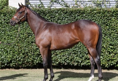 lot 196 Fabaz
