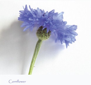 cornflower