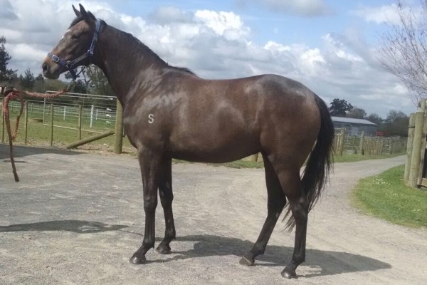 2013 Mon Beau Cheval Pic1