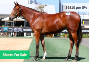 Racehorse shares