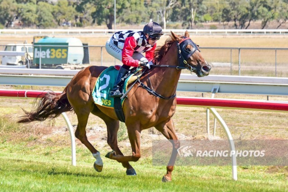 (California Sunset winning at Stawell - Picture: Racing Photos)