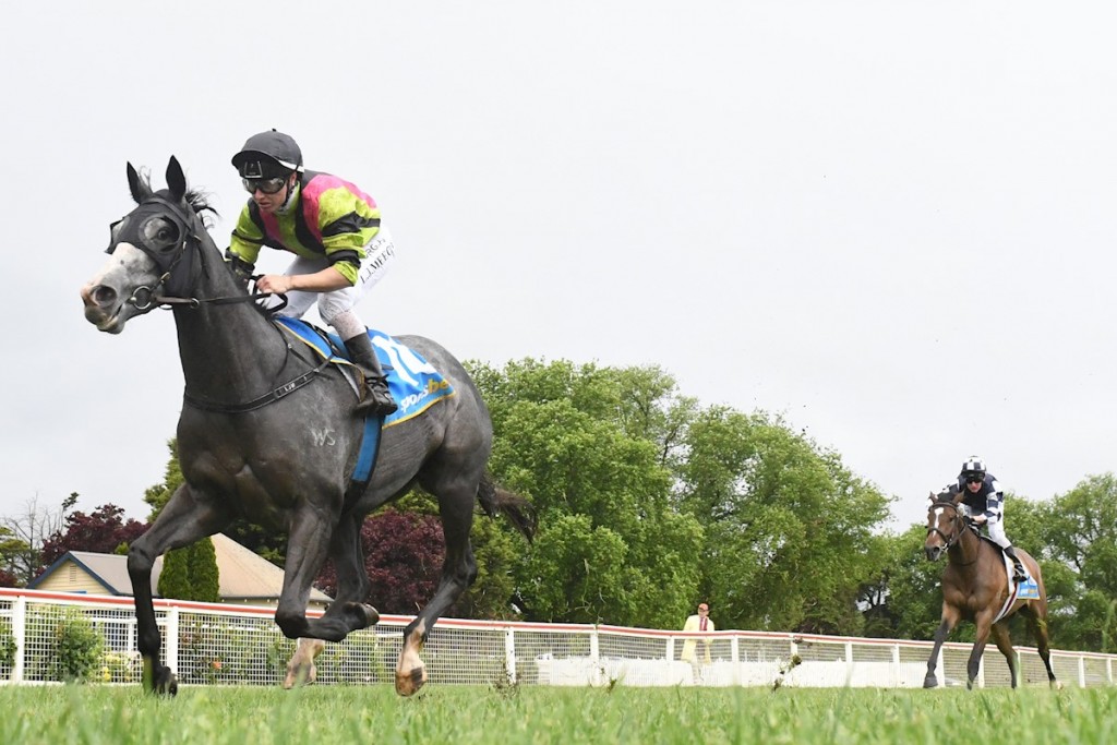 Diaquin (NZ) wins the Hewitt & Whitty F&M Maiden at Ballarat. (Ross Holburt/Racing Photos)