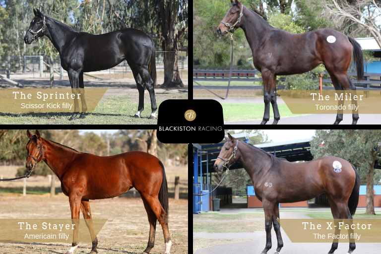 Yearling syndications