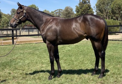 Tivaci x Checkout yearling colt