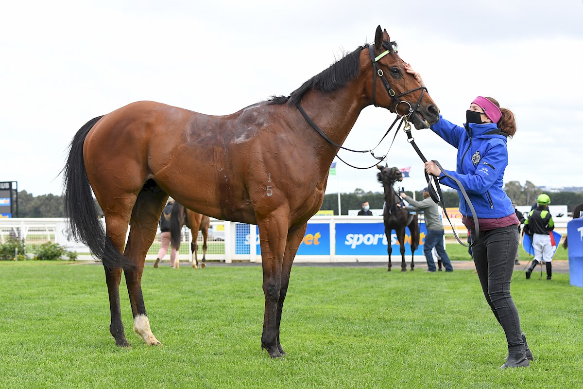 Pure Exceleration after winning the Sovereign Hill School Camp BM58 Handicap at Sportsbet-Ballarat Racecourse on October 09, 2020 in Ballarat, Australia. (Pat Scala/Racing Photos)